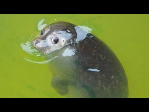 Les animaux les plus drôles | meilleure compilation 🤣