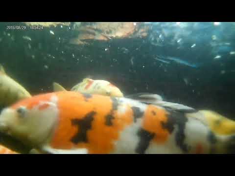 Close up japanese Koi fish in frame pool pond