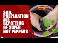 Soil preparation and repotting of super hot peppers