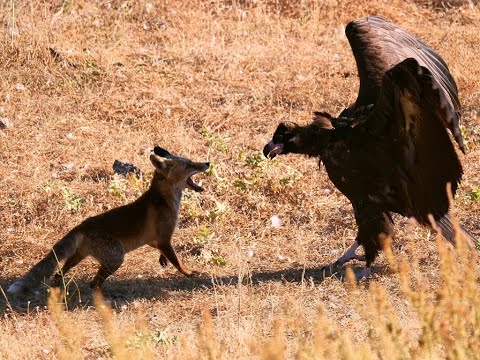 EL ZORRO VALIENTE Y LOS BUITRES