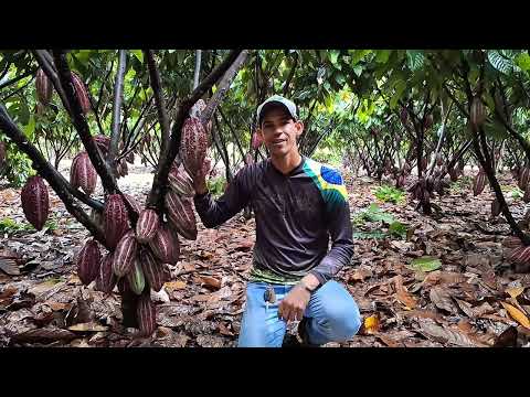 LAVOURA DE CACAU - Clone CCN51 - CHÁCARA CACAU OURO - SERINGUEIRAS-RONDÔNIA 