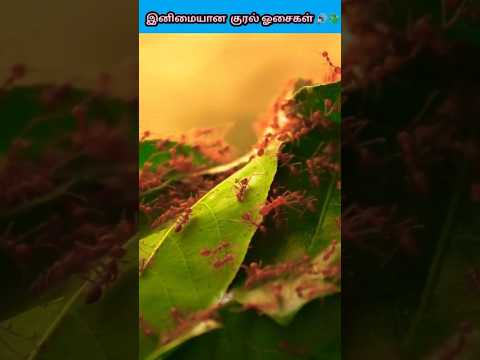 இந்த சத்தத்தை ஒரு முறை மட்டும் கேட்டு பாருங்கள் #facts #shorts #youtube