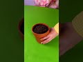 A Silly Phone Trick with an Apple! 📱🍎 #Prank