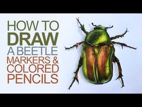 Drawing with Markers and Colored Pencils - Beetle...