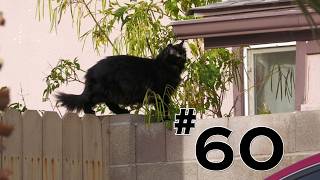 Download lagu The Cats of Mad Katterville #60 mp3