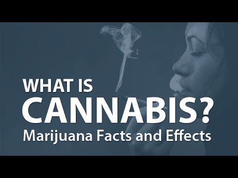 什麼是大麻？大麻的事實和作用 (What is Cannabis? Marijuana Facts and Effects)