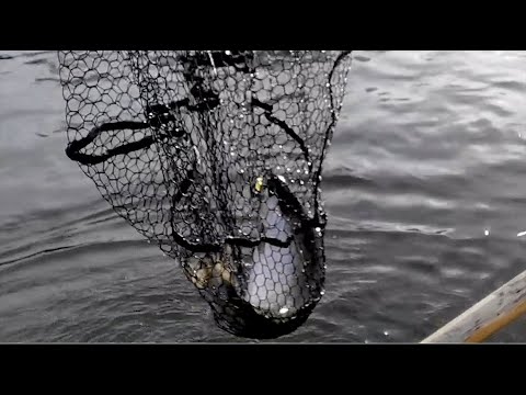 Teron matkassa: Kymijoella taimenkalassa.