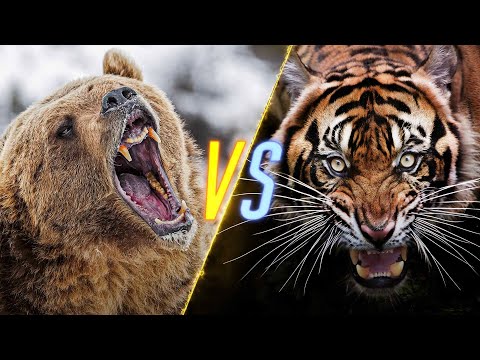Bear VS Tiger