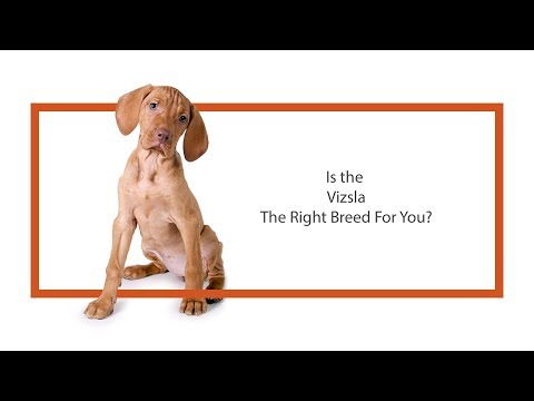 Vizsla Breed Video