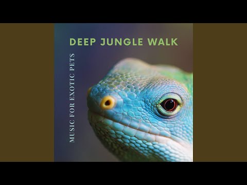 Amazon Jungle Sounds