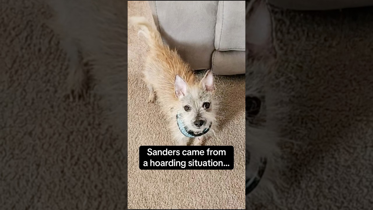 Sanders, a Adoptable mixed breed in Huntley, IL video 6/6