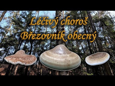 Zimní houbaření - Březovník obecný