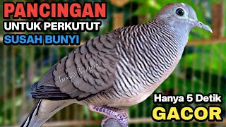Download lagu Perkutut Lokal Gacor Suara Besar Pancingan Burung Perkutut Agar Cepat Bunyi. mp3