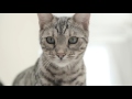 Krmivo pre mačky Royal Canin Veterinary Diet Cat Urinary S/O 7 kg