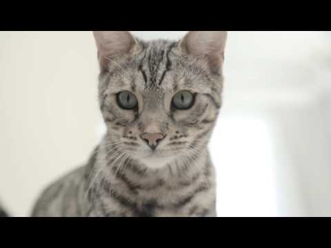 Royal Canin Urinary Care 2kg video