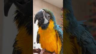 Showering Blue and Gold Macaw on Playstand