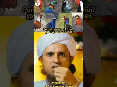 Parinda konsa halal hain??   Islamic Video by Mufti Tariq Sahab❤️