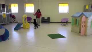 Dog Training, Raffi, Day 13: Off-Leash Recall Park and Training Room