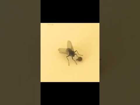 amazing fly playing with its broken head #youtubeshorts #viral #brokenhead