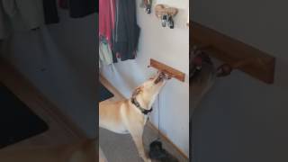 Doggo really wants to go for a walk