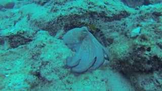 preview picture of video 'Octopus & Baby grouper at pigeon island in Kas'