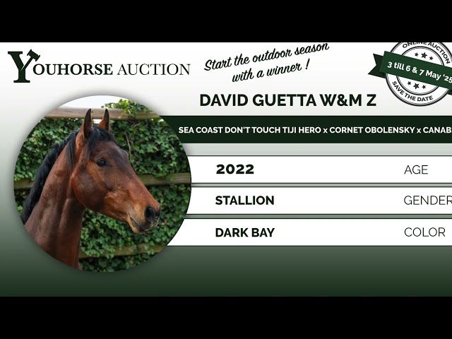 David Guetta W&M Z