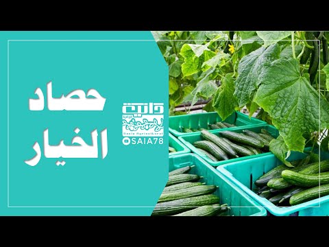 , title : 'Cucumber harvesting  in Greenhouse عملية حصاد الخيار'