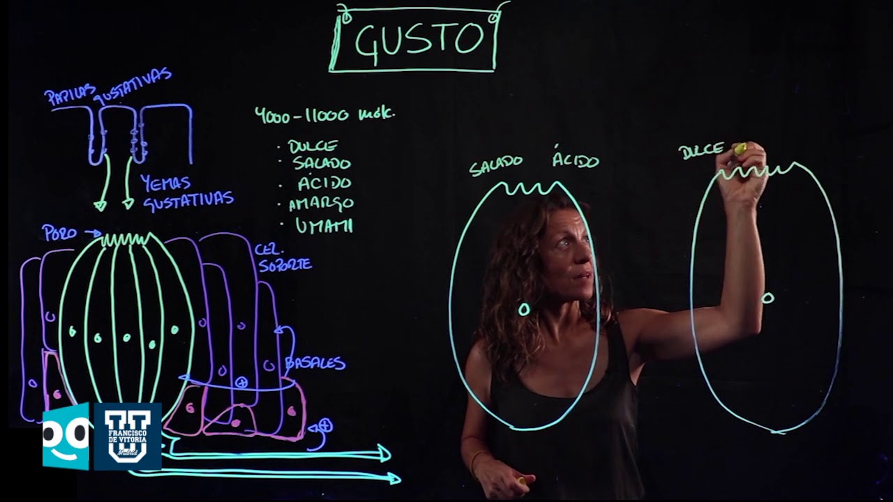 Fisiología del sentido del gusto