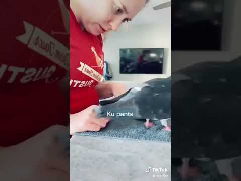 Home bird gotta wear pants - Bevs Bird Boutique fantastic Flyper pigeon pants for bird owners