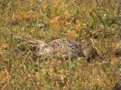 Gorp en Roovert - 3 mei 2008