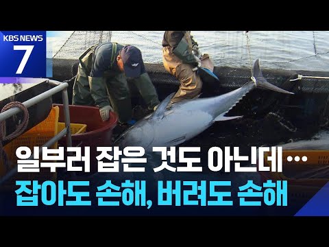 참다랑어 버려도 ‘어획량’ 포함…악순환에 깊어지는 시름 / KBS 2026.06.23.