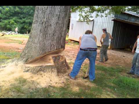 The dropping of the tree