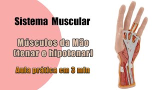 Muscles of the hand (thenar and hypothenar) - Practical class 1 - Anatomy - Human Anatomy