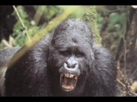 Savage Ape Kills Boring Man | Live On Camera **Warning Graphic [PM]