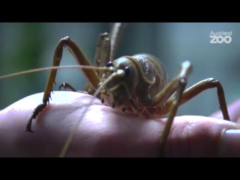 Zoo Tales - Excellent ectotherms at Auckland Zoo