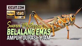 Download lagu Suara Belalang Emas - Ampuh Untuk Masteran Burung Pentet, Murai dan Kacer mp3
