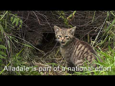 Alladale – The Wild Side of the Highlands