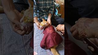 Download lagu #lifewithsunu #vairalvideo #orangecat #funny #cute #sunu mp3