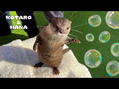 Otters Scared of Bubbles