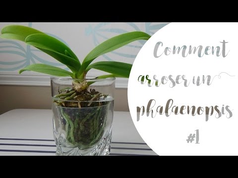 , title : 'Comment arroser son orchidée phalaenopsis | Partie #1'