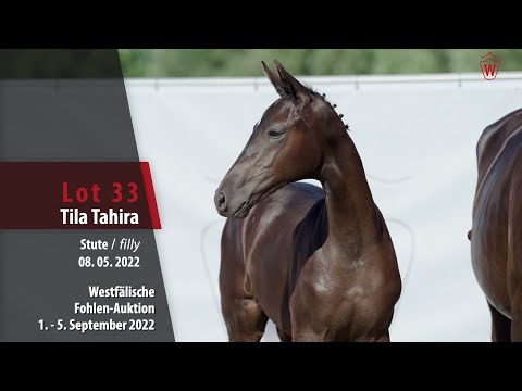 Fohlen-Auktion Lot 33  Tila Tahira Stute v. Total Diamond PS - Dream On