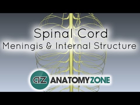 Spinal Cord - Meninges and Internal Structure - Anatomy Tutorial