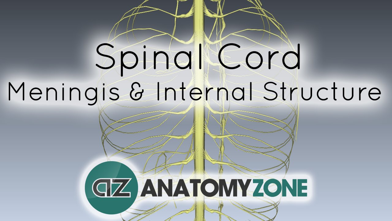 Spinal Cord - Meninges and Internal Structure - Anatomy Tutorial