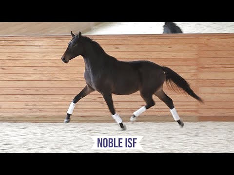 Noble ISF at Iron Spring Farm, November 2020 - Developing Dressage Horse