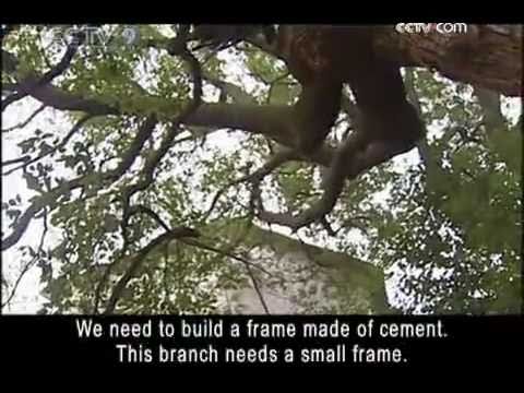 Ancient Trees in Asia