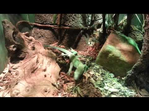 Disney Animal Kingdom Lizard running 130206