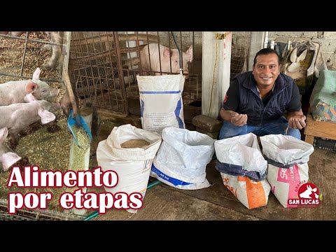 , title : '¿Cuántos kilos de alimento consume un cerdo para su engorda? | Granja San Lucas'