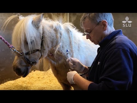 Johan Bröjer – professor of equine internal medicine at SLU