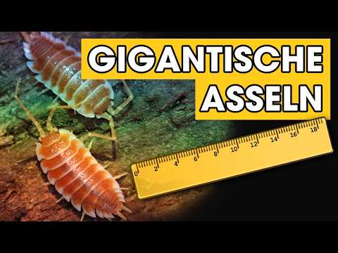 GIGANTISCHE Landasseln im Terrarium:  PORCELLIO HOFFMANNSEGGI 🐞