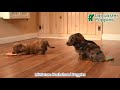 Miniature Dachshund dogs for sale: Hayes  - Video 1